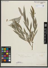 Foto von Salix alba L.